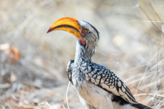 Namibia