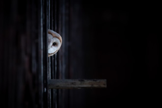 SPC Photo Awards Winner